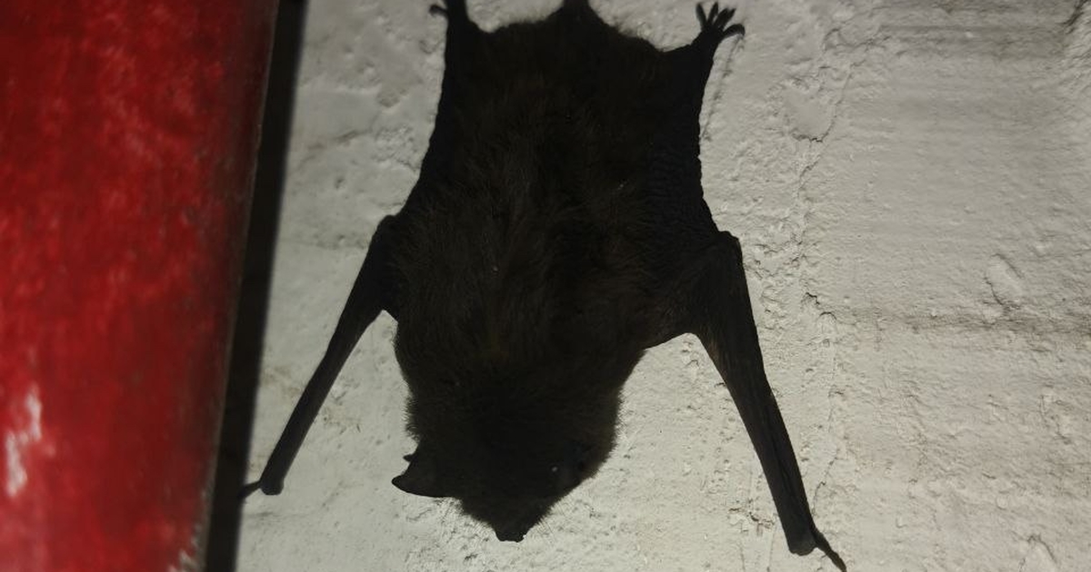 Ученые пересмотрели данные по бронзовым нетопыр...