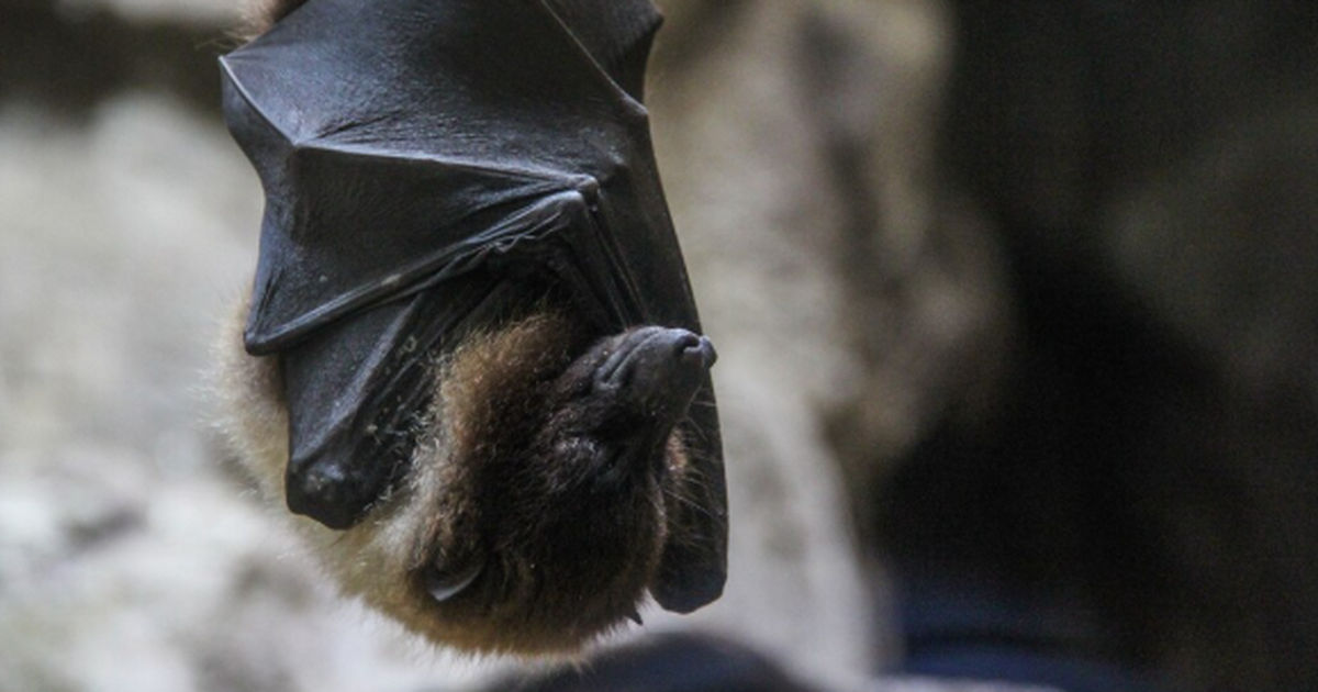 Международная группа учёных выявила у летучих м...