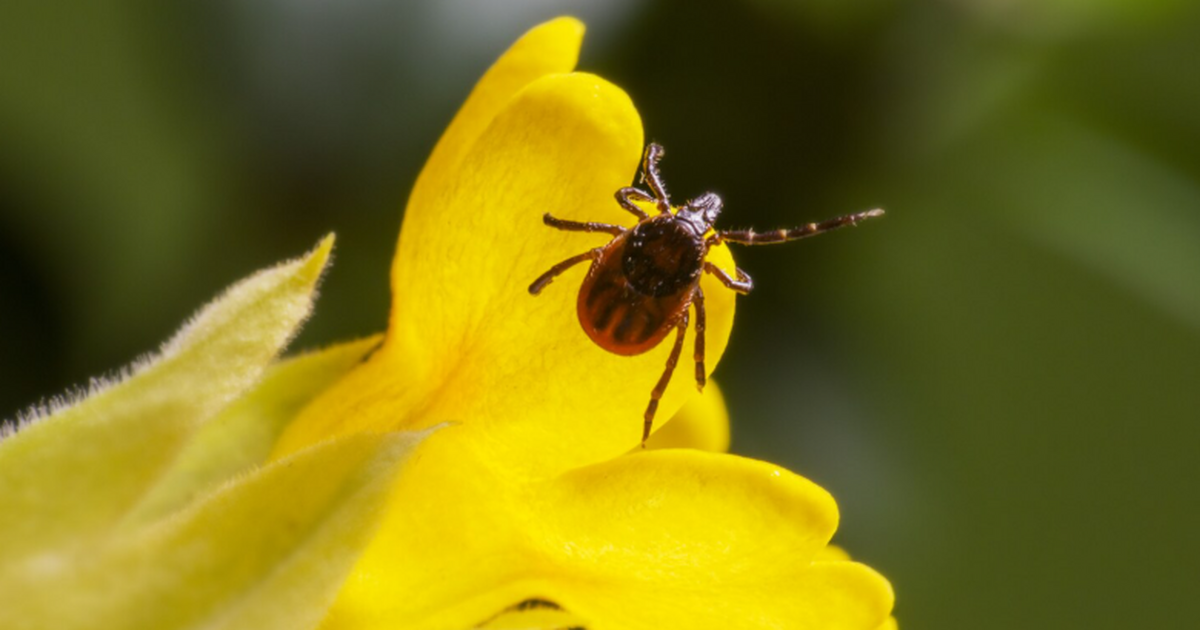 Врач напомнила россиянам о риске инфицирования ...