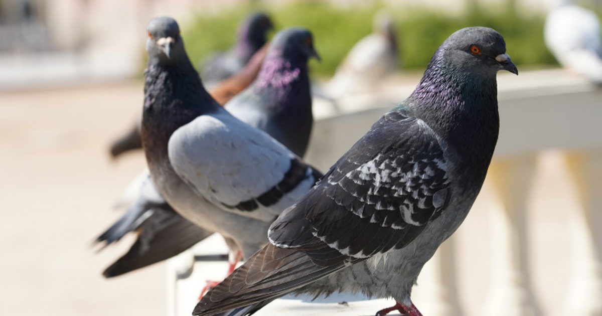Ученые установили, что голубиный помет может бы...