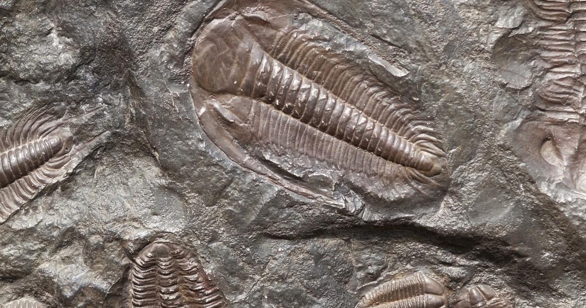 Открытие подчеркивает важность дальнейших раско...