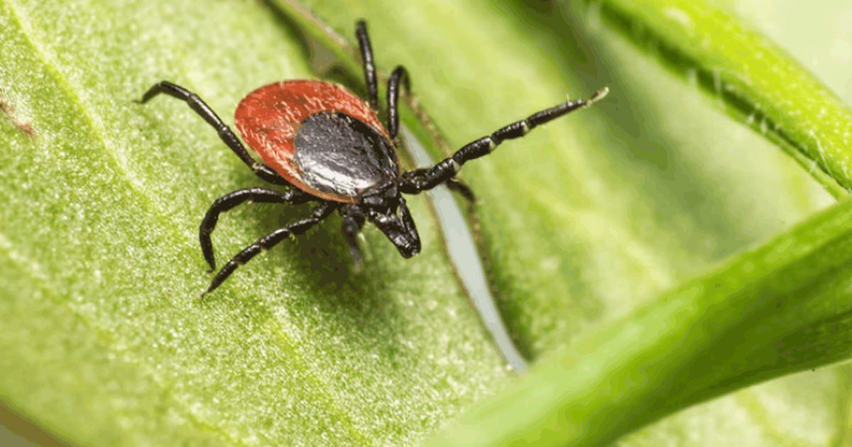 В Самарской области с начала сезона клещи покус...