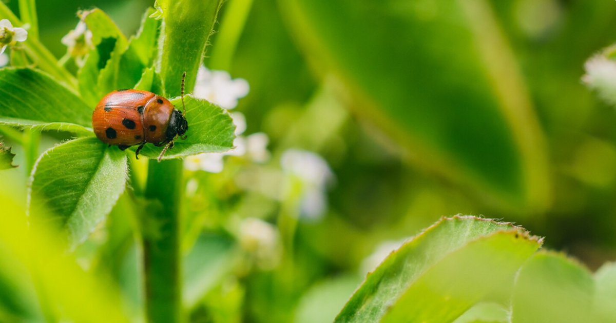 Учёные выяснили, как молочай повышает токсичнос...