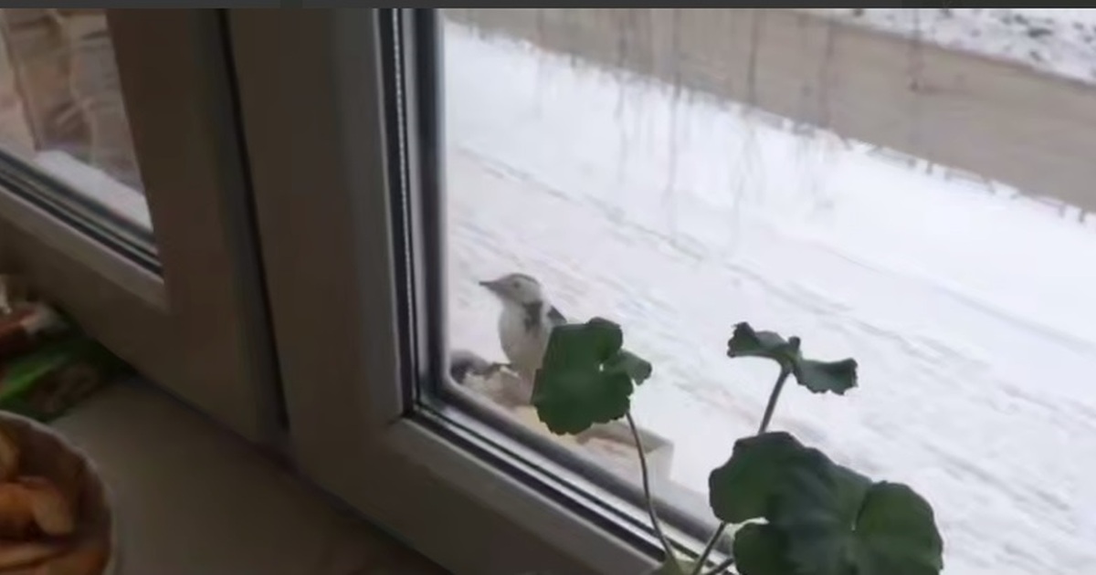 Дятел предпочитает сало другим угощениям, типич...