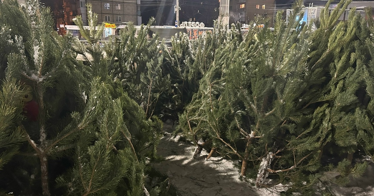 В Самаре елочные базары откроются 15 декабря Они будут функционировать по 31 декабря включит...