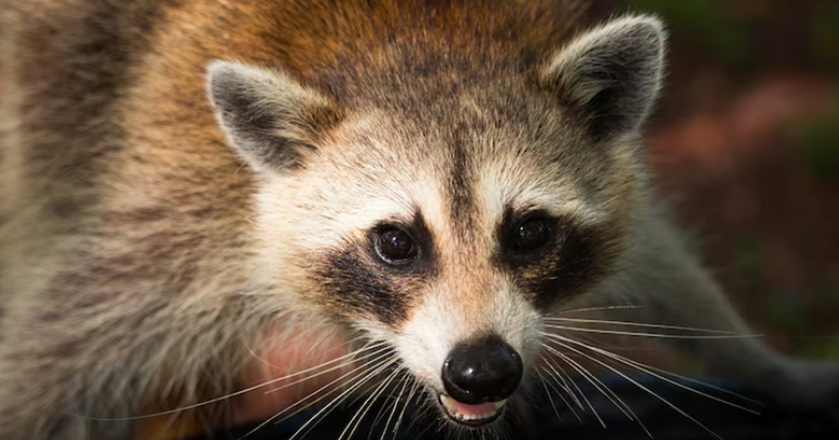 Сотрудники телеканала в США нашли енота, которы...