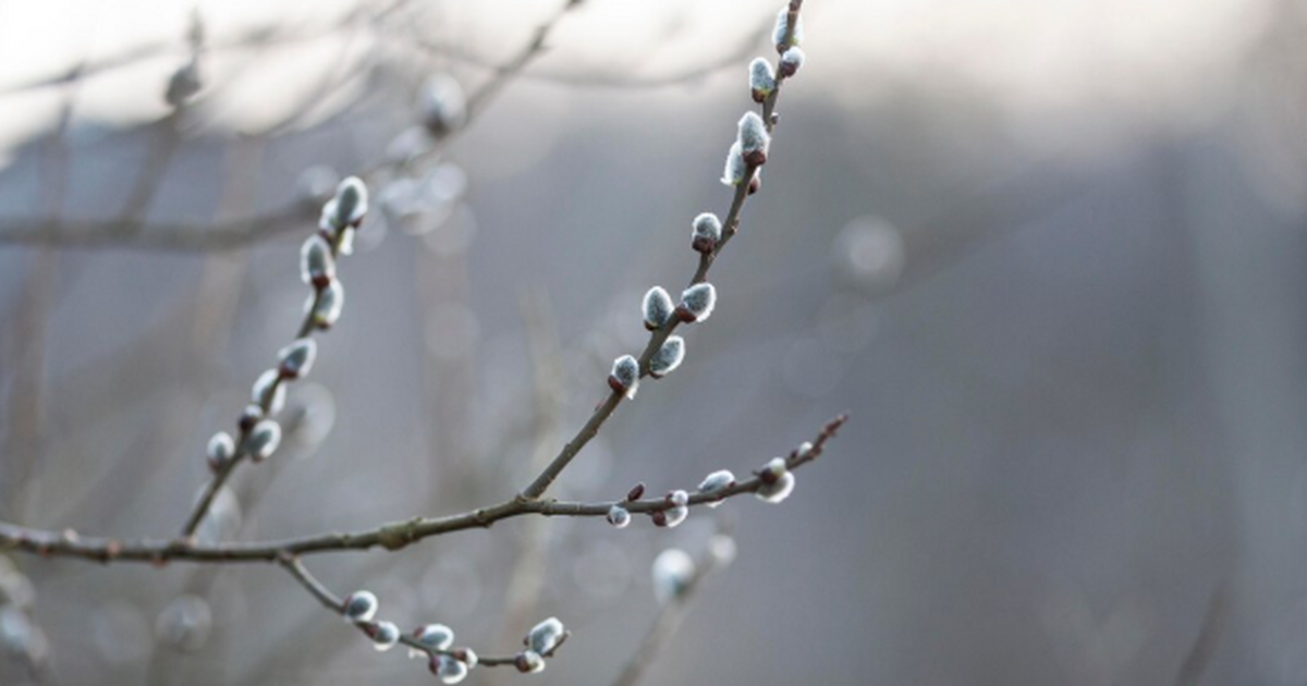 Вербное воскресенье 2026 - главный смысл праздника, о котором забывают Вербное воскресенье, или Вход Господень в Иерус...