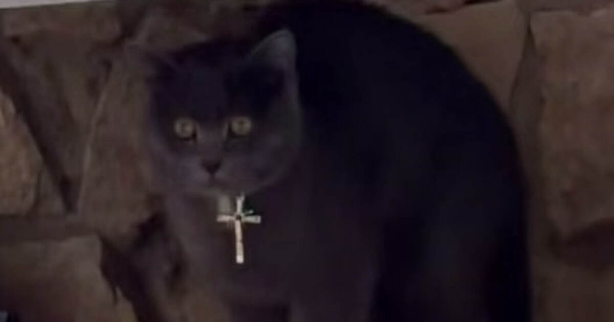 Религиовед оценила вирусное видео с «православным» котом в соцсетях Религиовед Марина Гринвальд прокомментировала в...