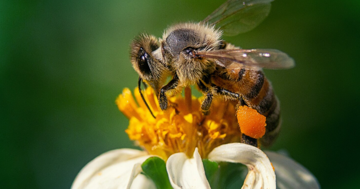 Ученые исследовали генетические основы кооперат...