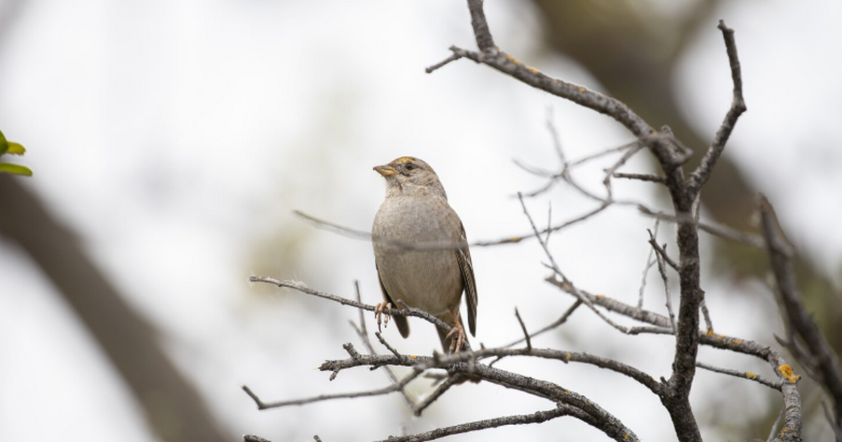 Канадские учёные выяснили, что опытные орнитоло...