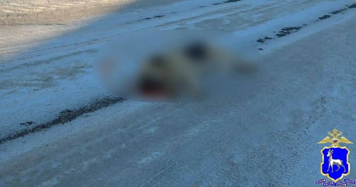 На отравления собак пожаловались местные жители 