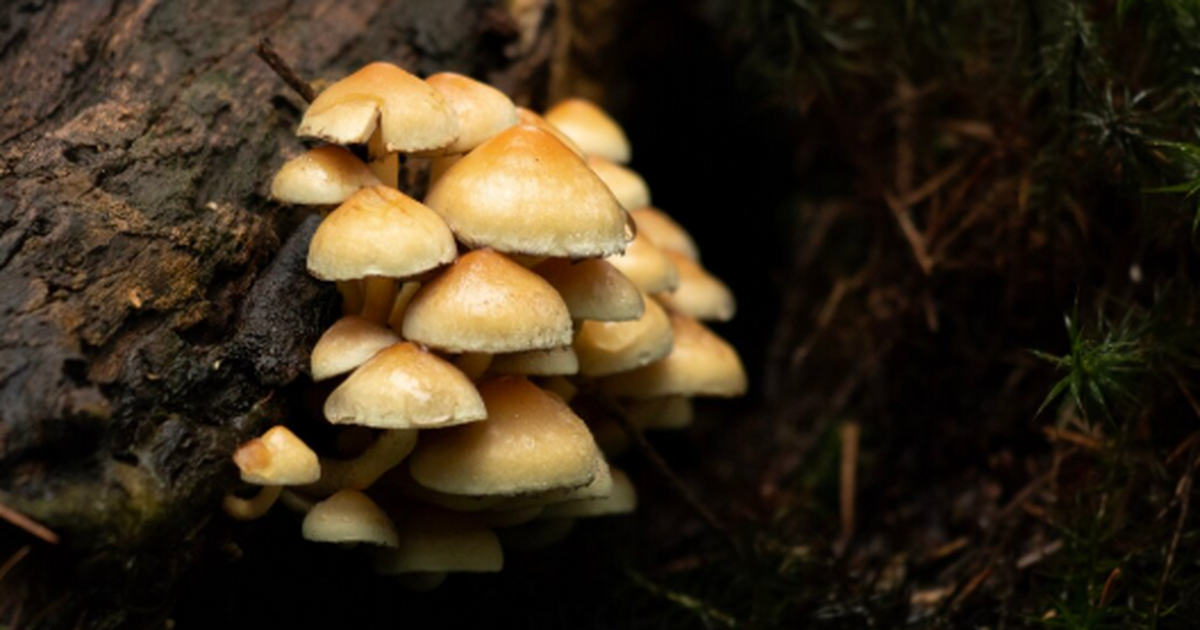 Ученые Уральского федерального университета обн...