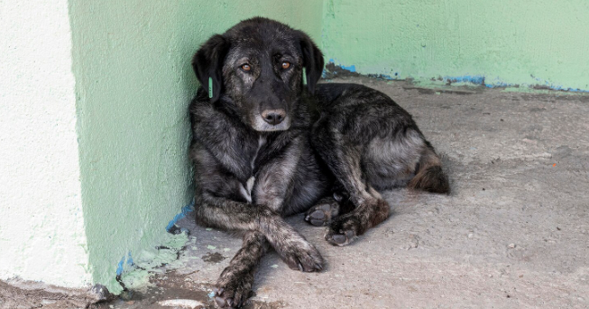 В Самаре установлен карантин по бешенству.