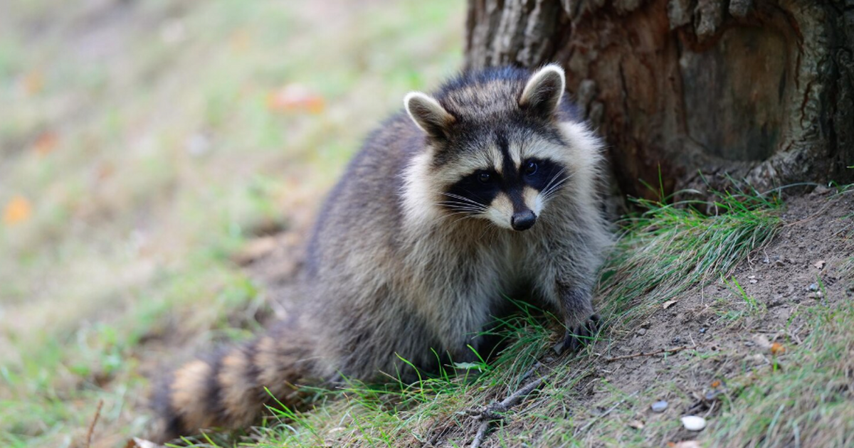 Учёные выяснили, что еноты продолжают решать за...