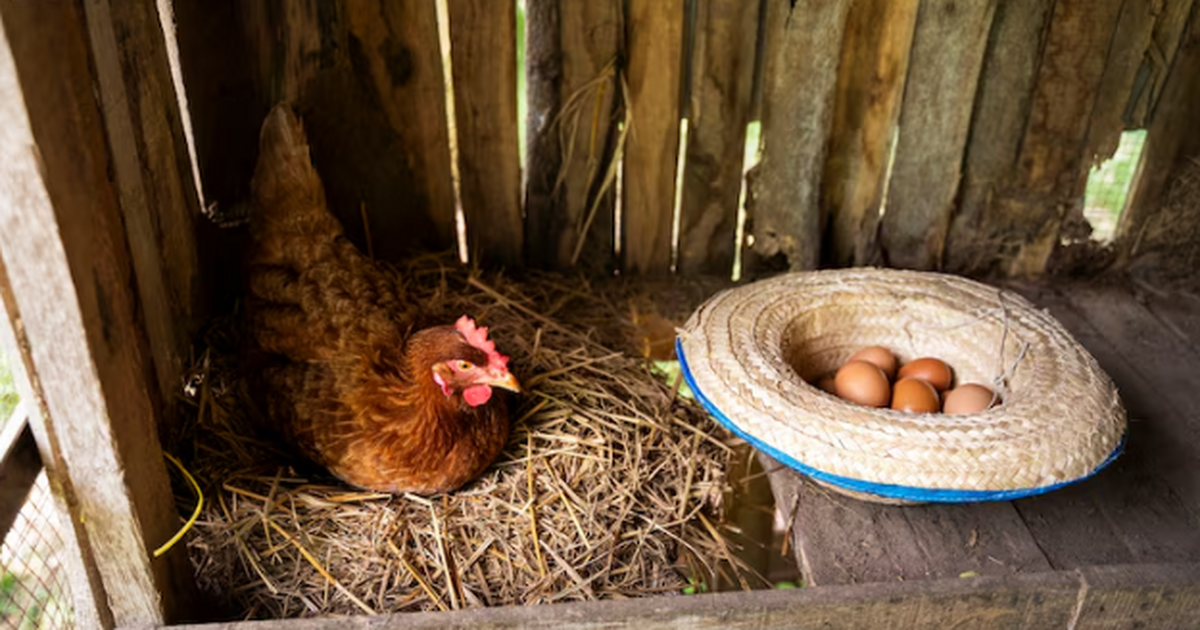 Вся правда о жизни в деревне: тяжелый труд и экономические реалии Свои яйца, свой творог, коровка во дворе — звуч...