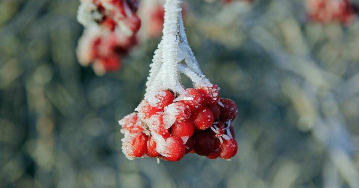 После необычно мягкой зимы 2024–2025 многие жду...