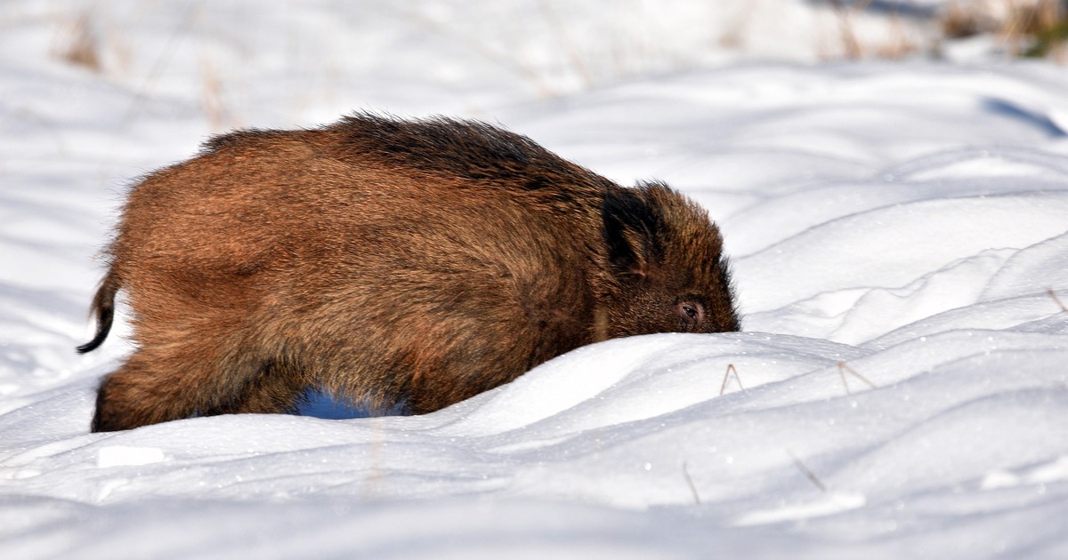 Нацпарк "Самарская лука" предупредил о пике агрессии кабанов в декабре Опасный период продлится до февраля
