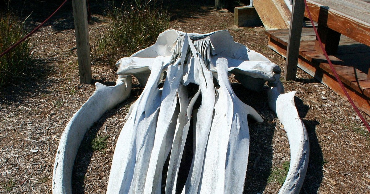 Детальное исследование ДНК позволило установить...