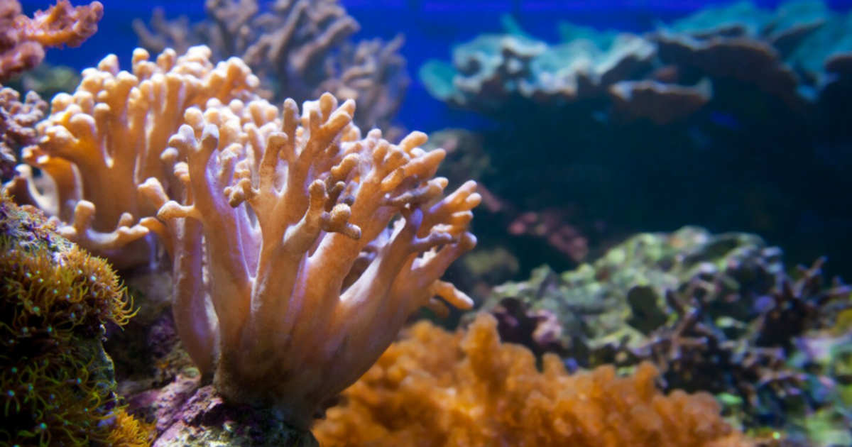 Ученые предупредили о риске массового исчезновения коралловых рифов у Гуама Ученые предупреждают о риске гибели коралловых ...