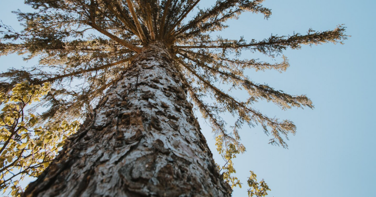 Ученые выяснили, что микробы в коре деревьев очищают воздух Ученые обнаружили, что кора деревьев населена т...