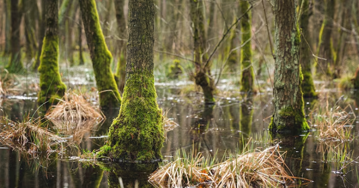 Новые приборы оценят «здоровье» лесов, болот и полей России точнее Компактный лазерный спектрометр E-CAHORS измеря...