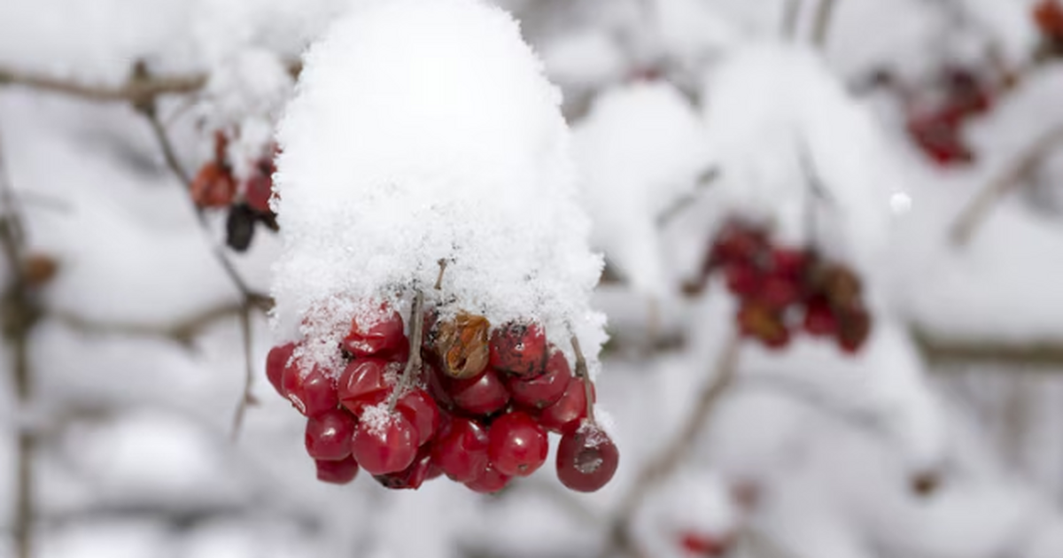 Зима по расписанию — отменяется: прогноз, котор...