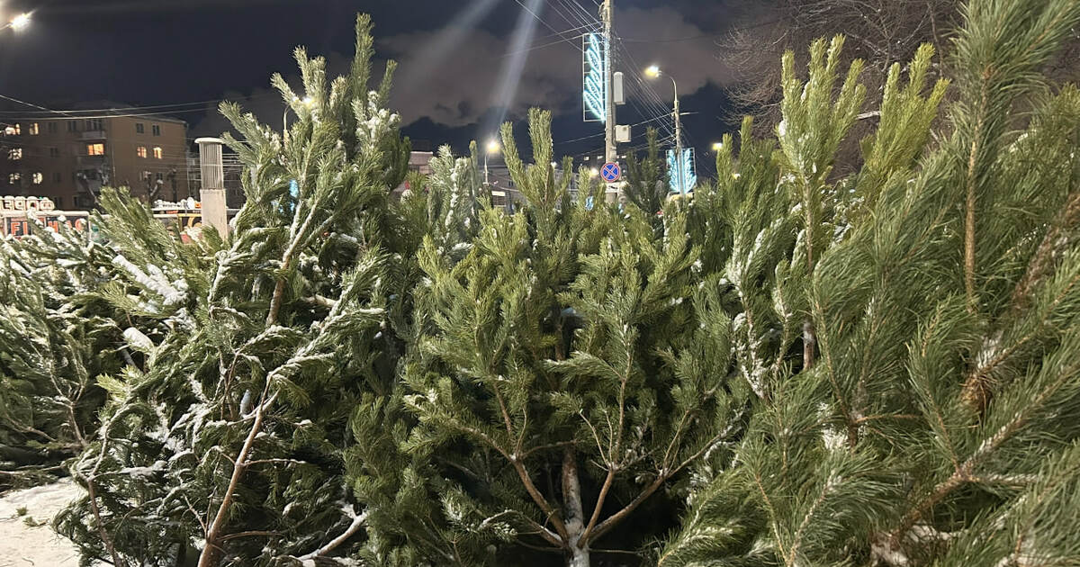 Живая новогодняя ель — это не только атрибут пр...