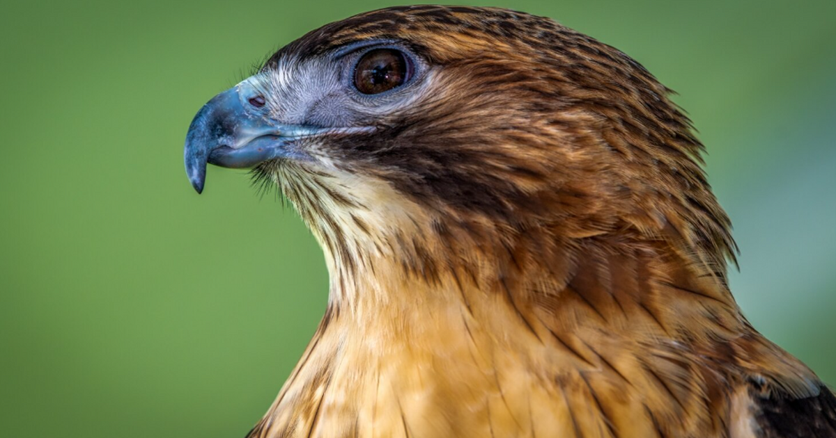 Учёные изучили полёт хищных птиц для улучшения авиационных технологий Исследование Oxford и UC Davis показало, что ма...