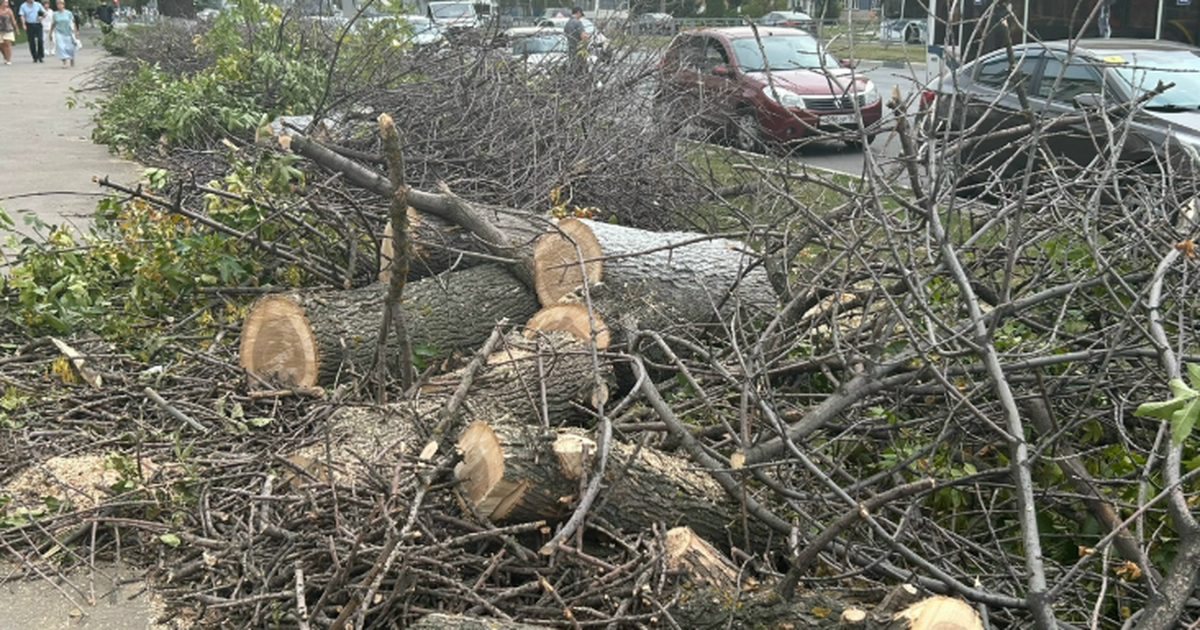 Почему в феврале нужно обрезать плодовые деревь...
