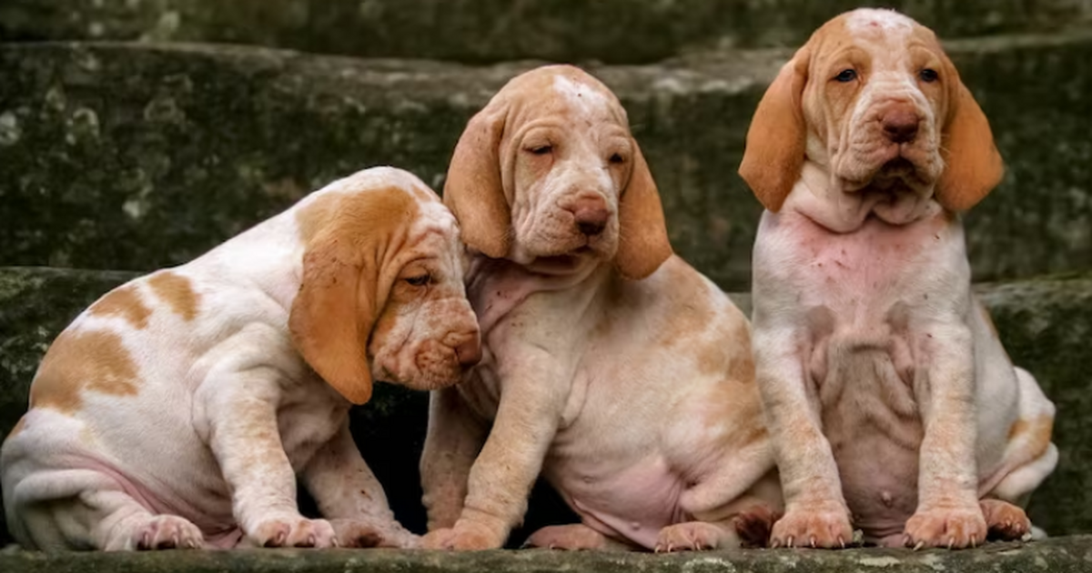 Исследование: разнообразие собак появилось более 11 тысяч лет назад Группа учёных установила, что разнообразие форм...