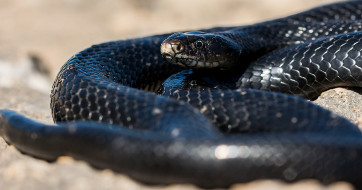 Международная команда исследователей подтвердил...