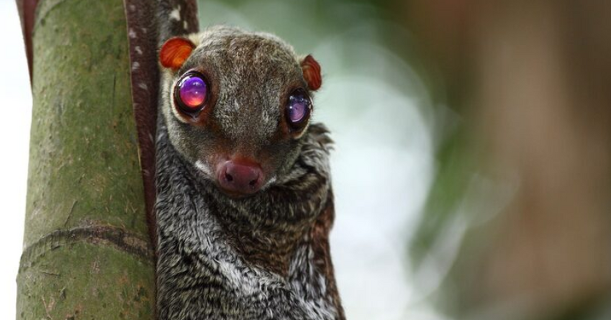 Около трёх столетий назад шведский натуралист К...