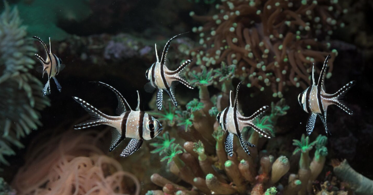 Новозеландские учёные выявили «морские темные в...