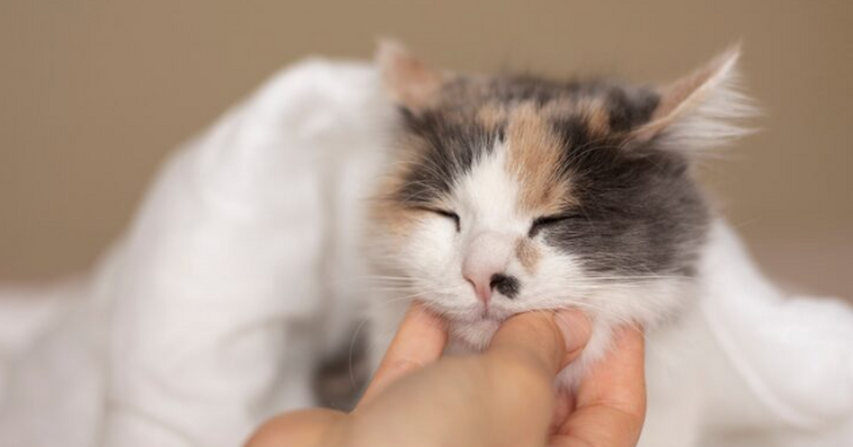 Кошка переворачивается на спину — жест милый, н...