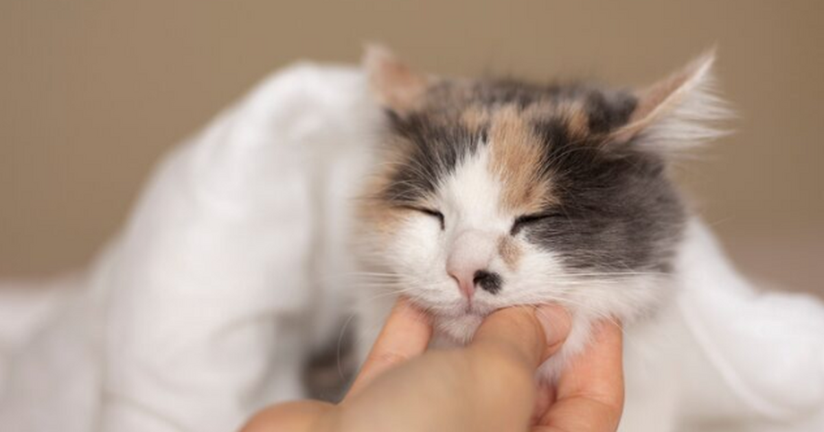 Иногда виноват хозяин: Почему кошки сбрасывают вещи со стола — эксперт назвал 3 причины Зачем кошка сбрасывает вещи: ответ экспертов Сб...