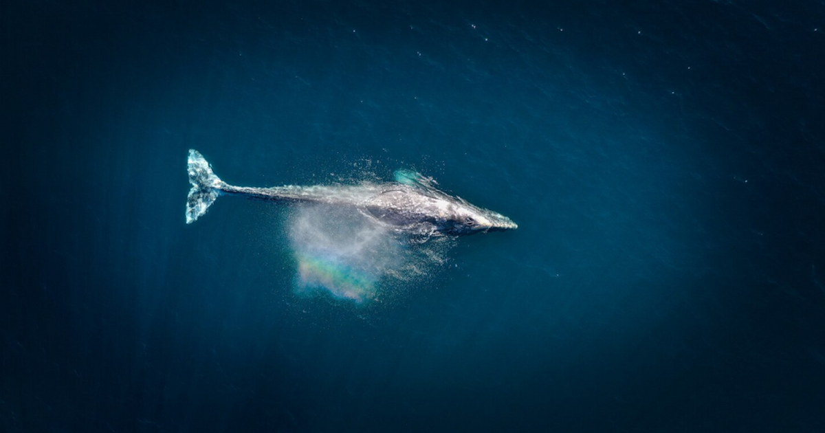 Белок CIRBP гренландского кита ускоряет починку ДНК и продлевает жизнь У гренландских китов выявлен белок CIRBP, котор...