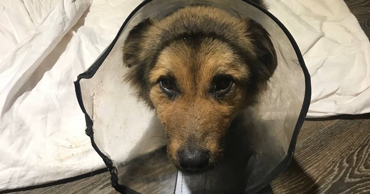 Безногая собака Рита обрела хозяев в Самаре Собака без задних лап по кличке Рита обрела дом...