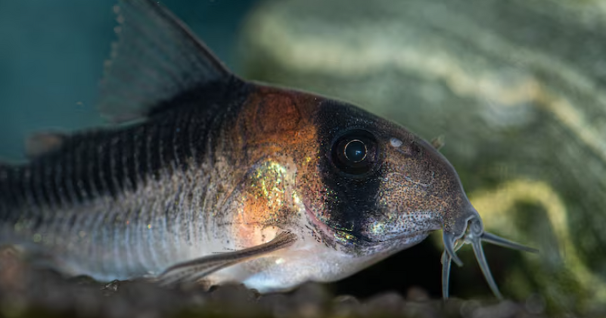 Ученые нашли 10 новых для Волги видов рыб с помощью ДНК-анализа Российские ученые обнаружили 10 ранее не зафикс...