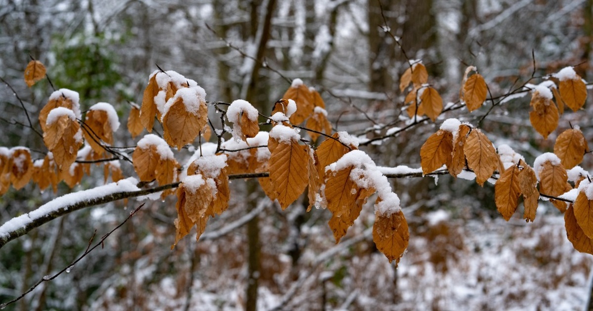 3 ноября в Тольятти пошел первый снег
