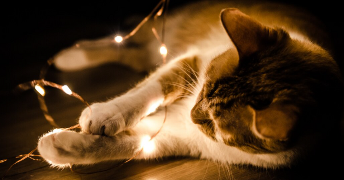 Не вредность: зачем кошки роняют вещи Кажется, ...