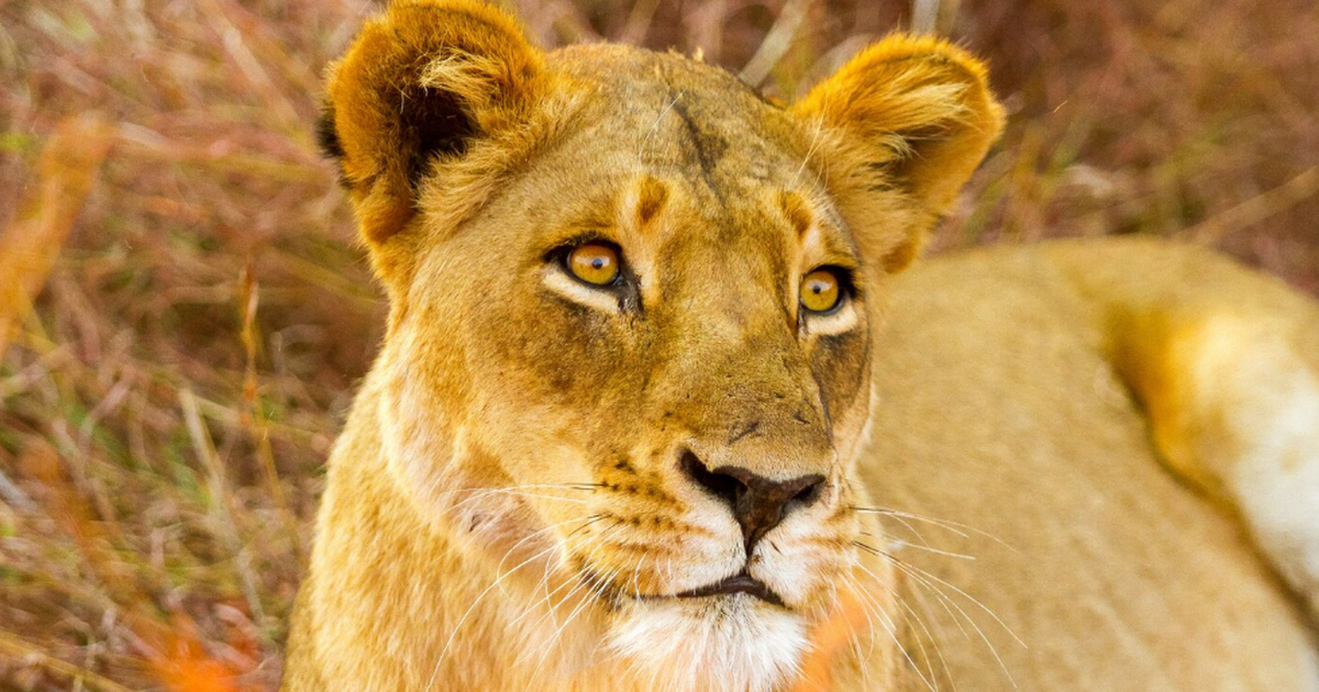 Молодую львицу Сабру передали в Самарский зоопа...