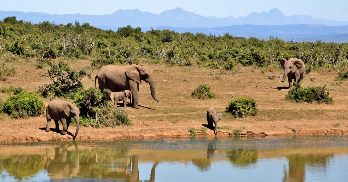 Животные резко изменили поведение и атаковали л...