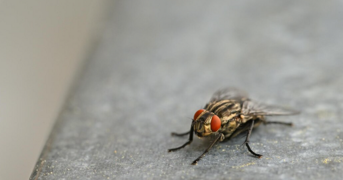Всё началось с одного переспелого банана «на по...