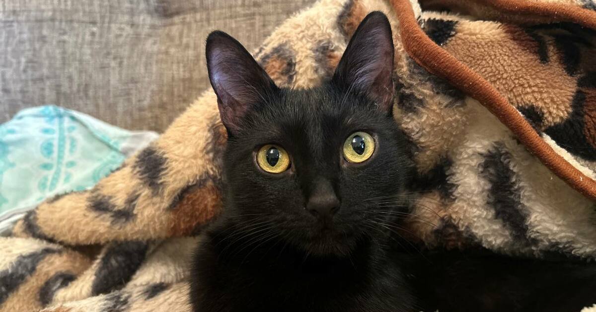 Почему кошка резко кусает во время ласки Сначал...