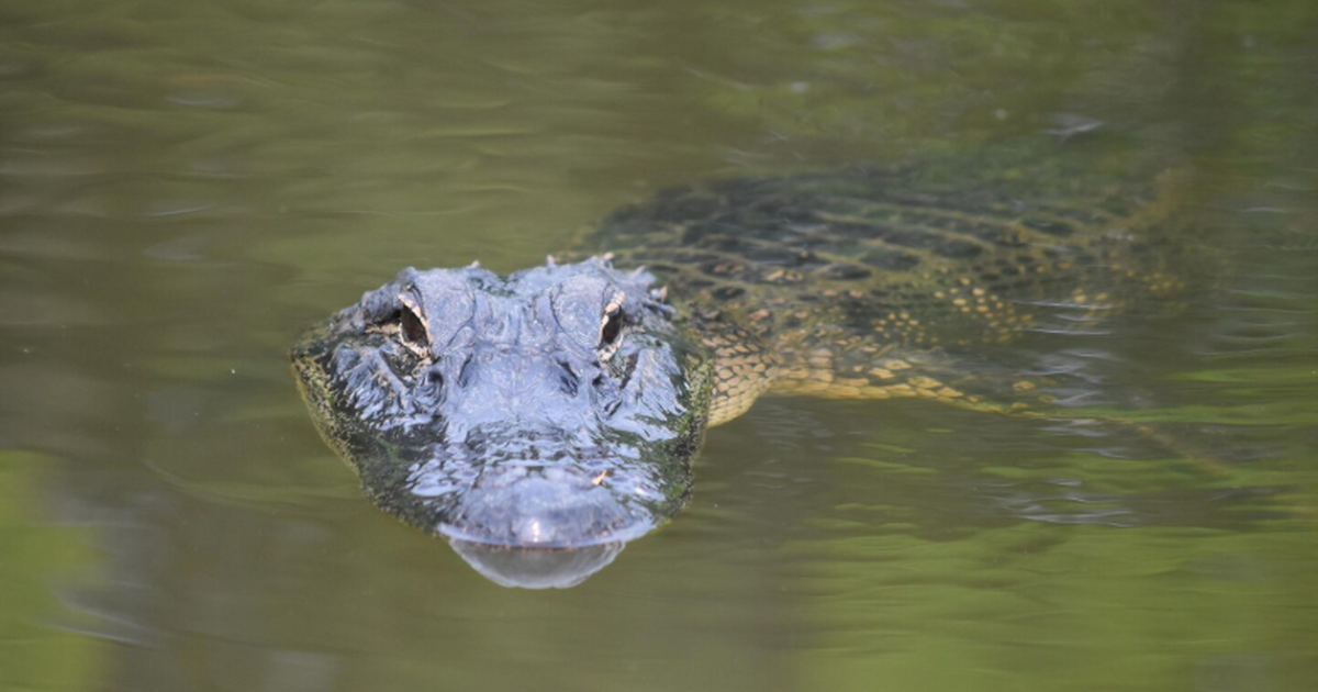 Учёные обнаружили кладку из 47 яиц мезозойских ...
