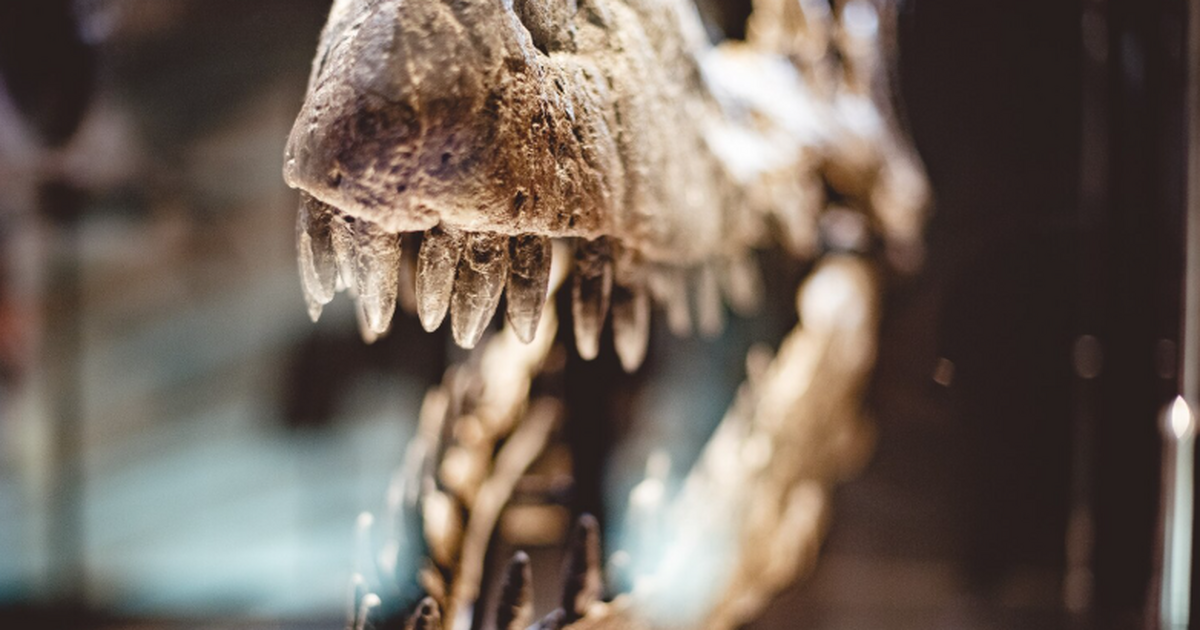 Палеонтологи обнаружили почти полный скелет кро...