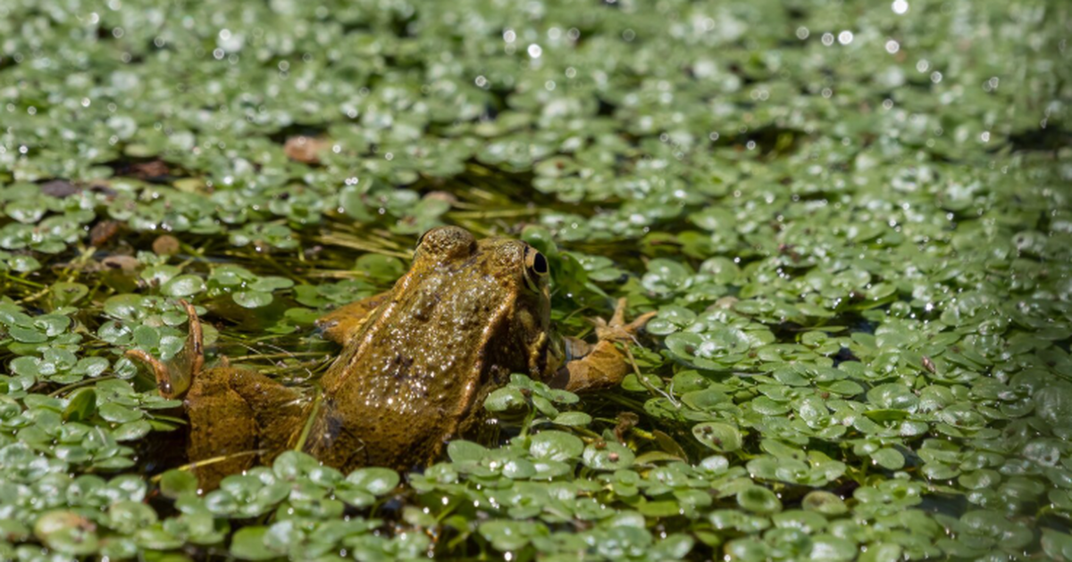Учёные выяснили, что проблемы водного баланса снижают вклад болот в климат Болота, плавни и топи являются важной частью эк...