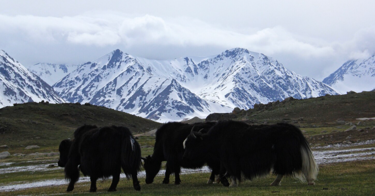 Китайские учёные в рамках пятилетней программы ...