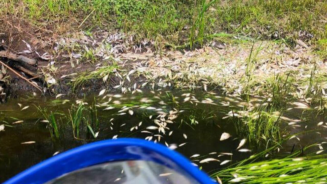 3 июня в Самарской области Минприроды выявило массовый замор рыбы в реке Свинуха В реке обнаружены следы нефтепродуктов и большо...