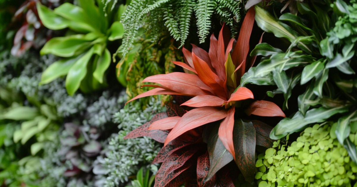 Редкий кустарник Ptilotus senarius, исчезнувший...